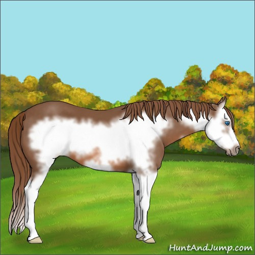 Horse Color:Chestnut Splash Frame 