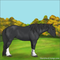 Horse Color:Black Tobiano 