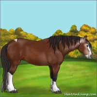 Horse Color:Gray Bay Splash Tobiano 