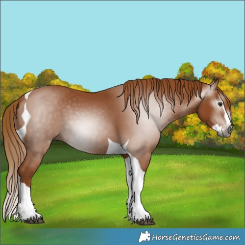 Horse Color:Gray Chestnut Splash Tobiano