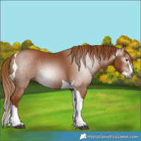 Horse Color:Gray Chestnut Splash Tobiano 
