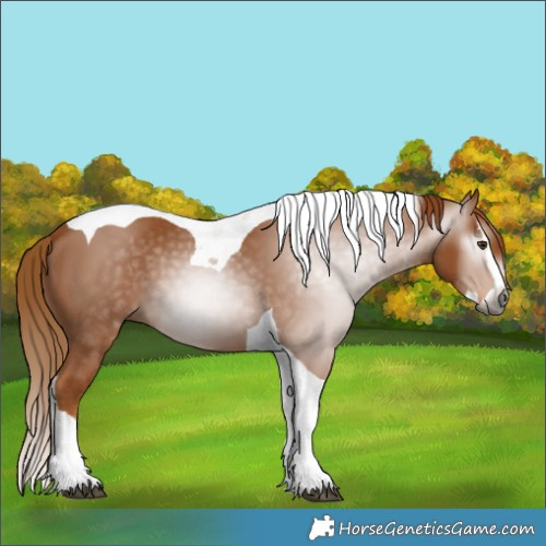 Horse Color:Gray Chestnut Splash Tobiano