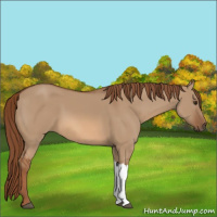 Horse Color:Red Dun 