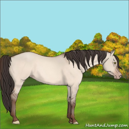 Horse Color:Sable Champagne Dun 