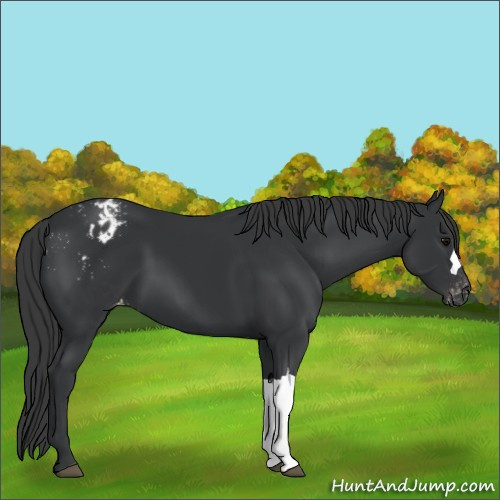 Horse Color:Black Appaloosa 