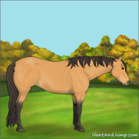 Horse Color:Buckskin 
