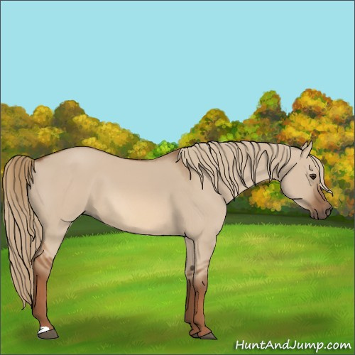 Horse Color:Red Dun 