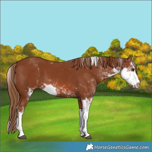 Horse Color:Chestnut Sabino 