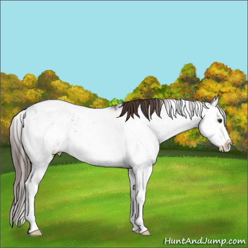 Horse Color:Liver Chestnut Ice Sabino Splash 