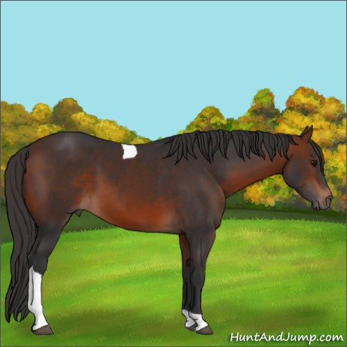 Horse Color:Bay Tobiano 