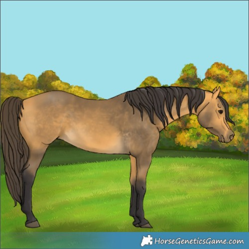 Horse Color:Buckskin 