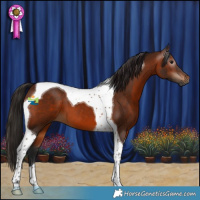 Horse Color:Gray Bay Tobiano 