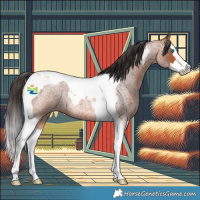 Horse Color:Bay Roan Splash Tobiano Rabicano 