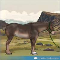 Horse Color:Liver Chestnut Rabicano 