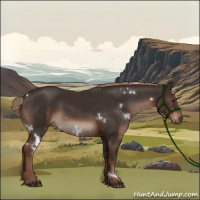 Horse Color:White Spotted Liver Chestnut Rabicano 