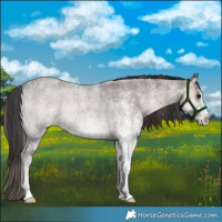 Horse Color:Plaid White Spotted Smoky Blue Onyx Roan Rabicano