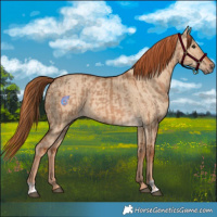Horse Color:Red Dun and Red Dun