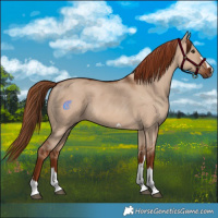 Horse Color:Red Dun 