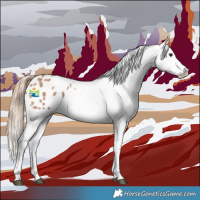 Horse Color:Red Dun Appaloosa 