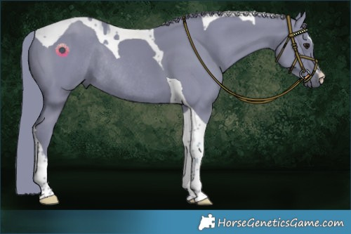 Horse Color:Watercolor Smoky Black Tobiano Rabicano 