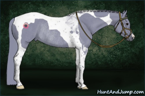 Horse Color:Watercolor Smoky Black Tobiano Rabicano 