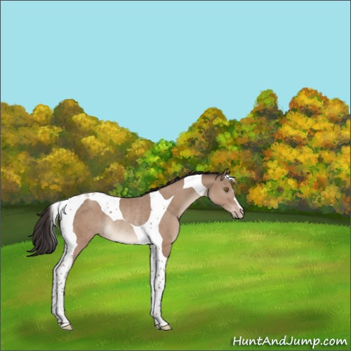 Horse Color:Classic Champagne Tobiano Rabicano 