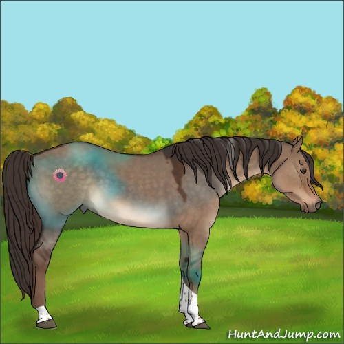 Horse Color:Liver Red Dun Tobiano Rabicano 