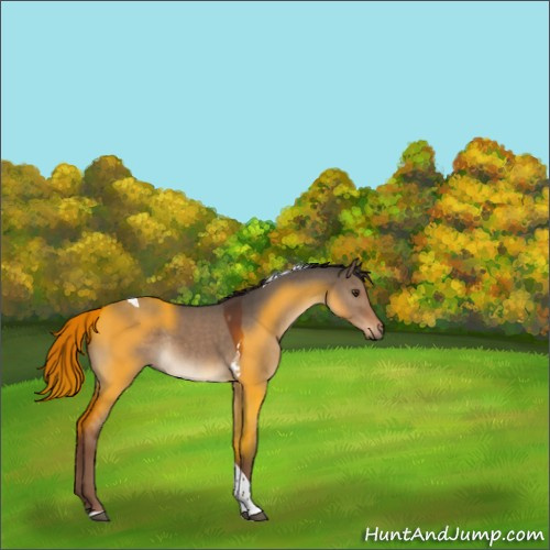 Horse Color:Liver Red Dun Tobiano Rabicano 