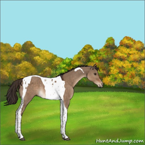 Horse Color:Liver Red Dun Tobiano Rabicano 