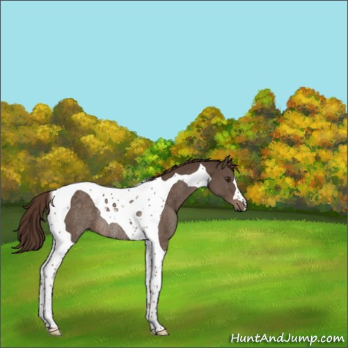 Horse Color:Liver Chestnut Tobiano Rabicano 