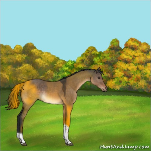 Horse Color:Brown Dun Tobiano Rabicano 