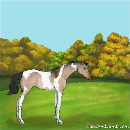 Horse Color:Bay Dun Tobiano Rabicano 