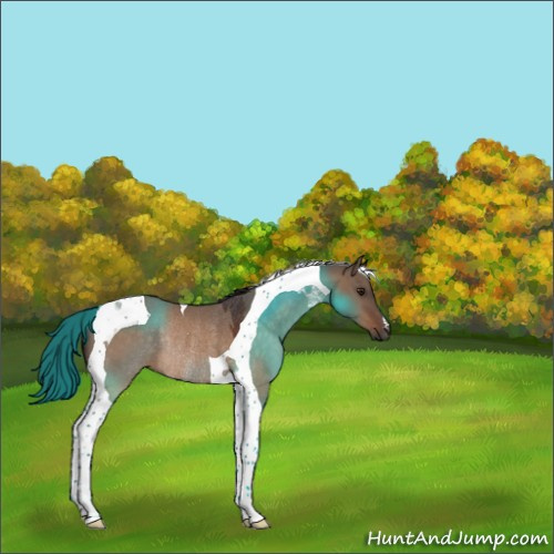 Horse Color:Bay Dun Tobiano Rabicano 