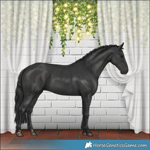 Horse Color:Black  and Black 