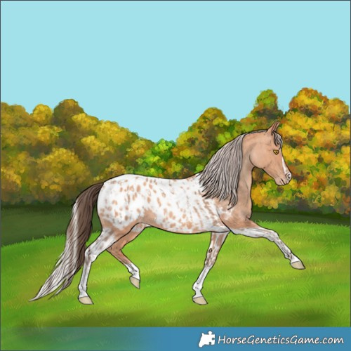 Horse Color:Amber Champagne Sabino Tobiano Appaloosa and Silver Amber Champagne Sabino Tobiano Appaloosa