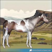 Horse Color:Gray Bay Tobiano 