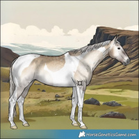 Horse Color:Gray Silver Grullo Onyx Tobiano