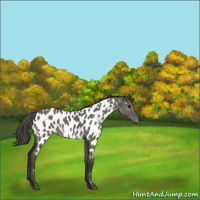 Horse Color:Grullo Appaloosa 
