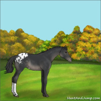 Horse Color:Black Appaloosa Rabicano 