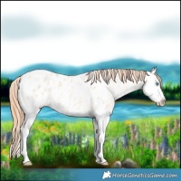 Horse Color:Buckskin Pearl Dun Sabino Splash Appaloosa
