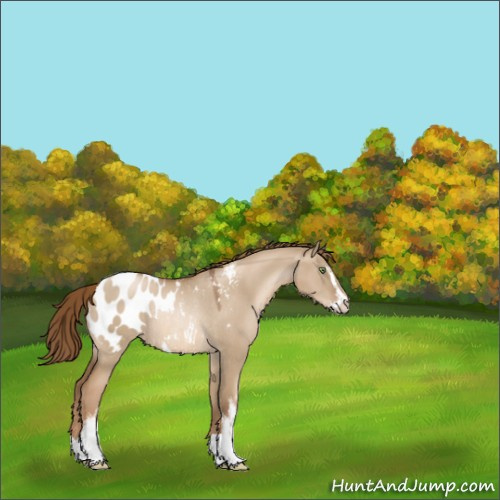 Horse Color:Liver Red Dun Pearl Sabino Appaloosa Rabicano 