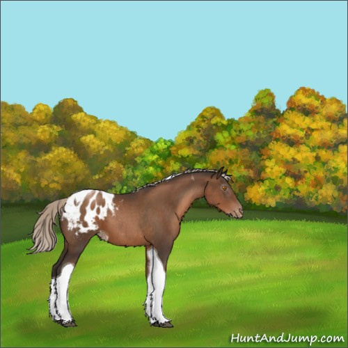Horse Color:Gray Silver Black Pearl Tobiano Appaloosa 