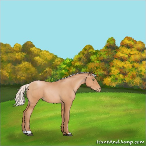 Horse Color:Silver Bay Pearl Rabicano 