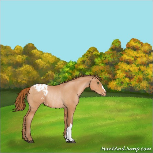 Horse Color:Brown Pearl Appaloosa Rabicano 