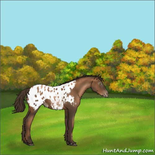 Horse Color:Gray Liver Chestnut Pearl Appaloosa 