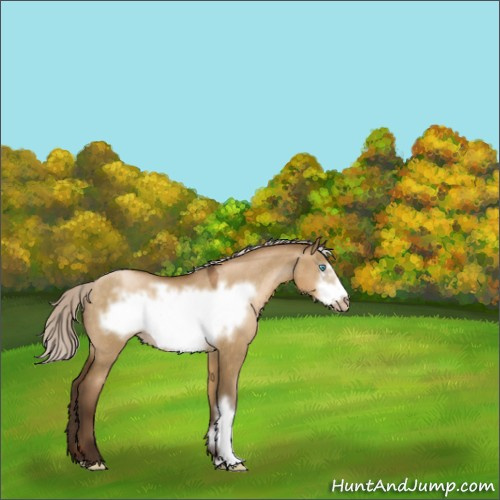 Horse Color:Gray Silver Buckskin Pearl Dun Frame Rabicano 