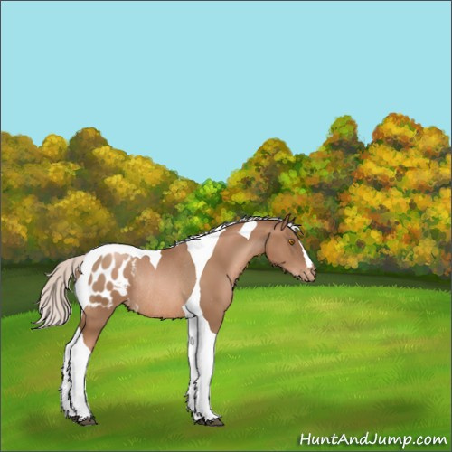 Horse Color:Silver Black Pearl Tobiano Appaloosa Rabicano 