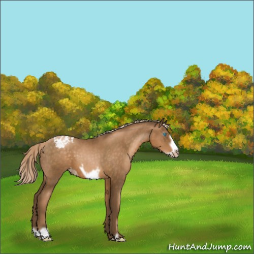 Horse Color:Gray Chocolate Palomino Pearl Frame Appaloosa 
