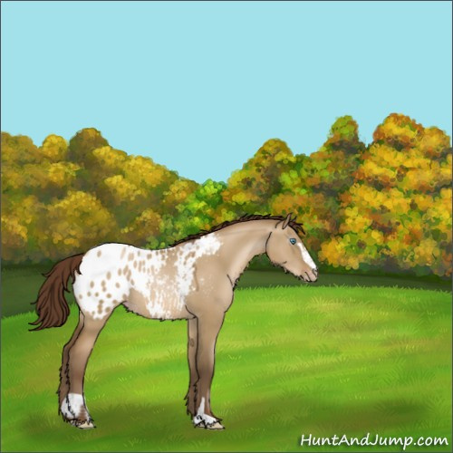 Horse Color:Gray Smoky Grullo Pearl Sabino Blanket Rabicano 
