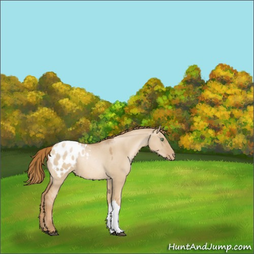 Horse Color:Red Dun Pearl Appaloosa Rabicano 